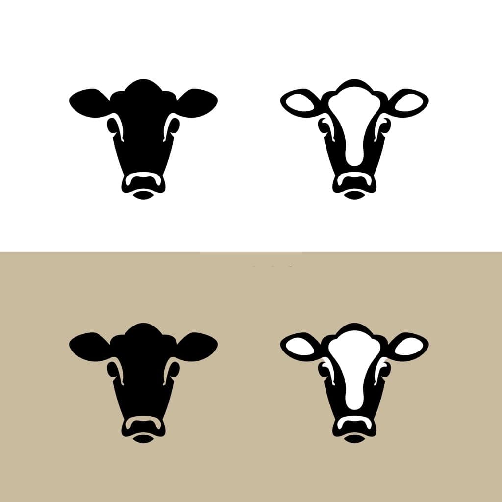 نژاد گاو برای نوع شیر